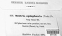 Dialonectria episphaeria image